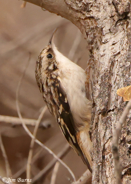 Brown Creeper gleaning from bark--1835