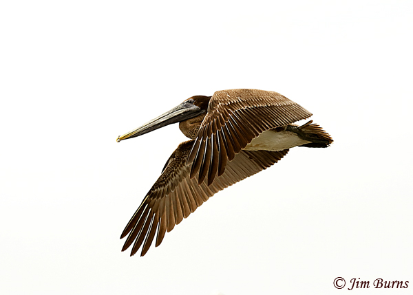 Brown Pelican juvenile (Atlantic) in flight--7792