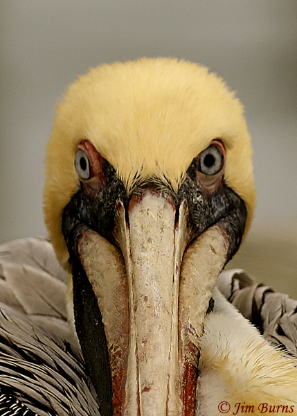 Brown Pelican close-up--7800