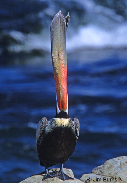 Brown Pelican adult breeding plumage stretching
