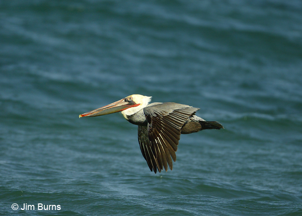 Brown Pelican adult breeding plumage (Pacific) in flight