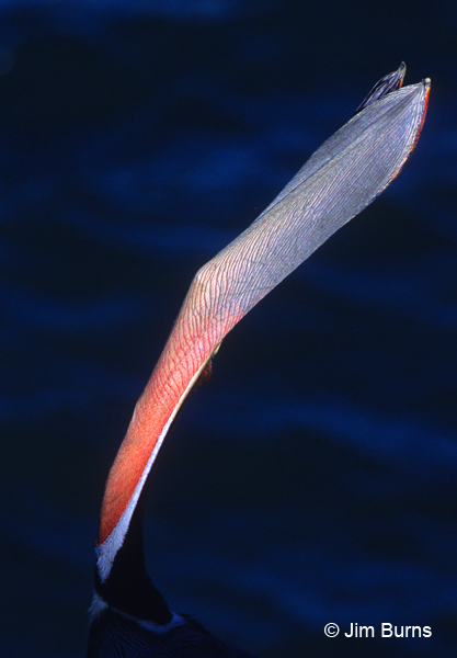 Brown Pelican adult breeding plumage bill detail