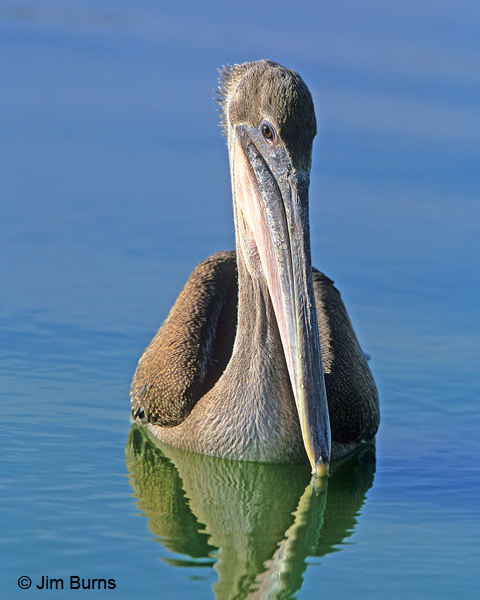 Brown Pelican juvenile