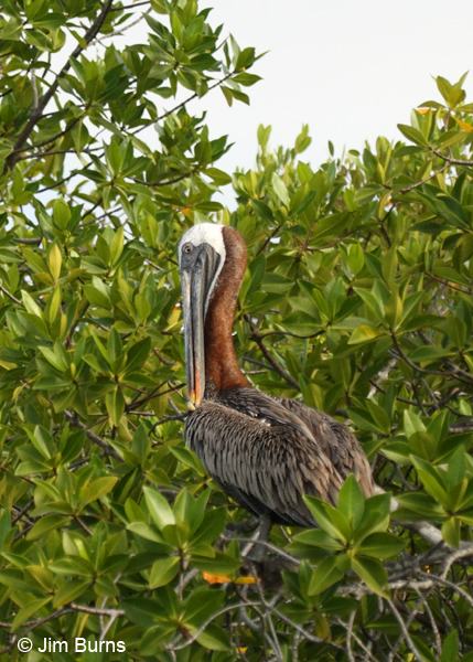Brown Pelican preening in mangroves