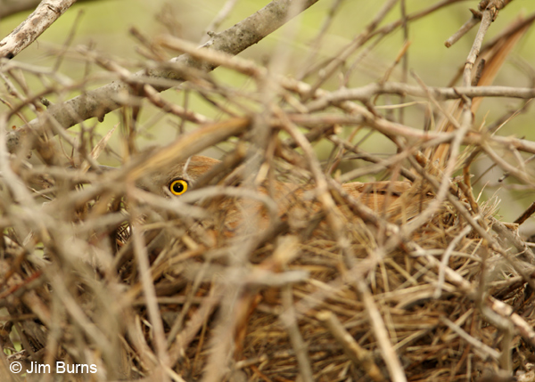 Brown thrasher on nest