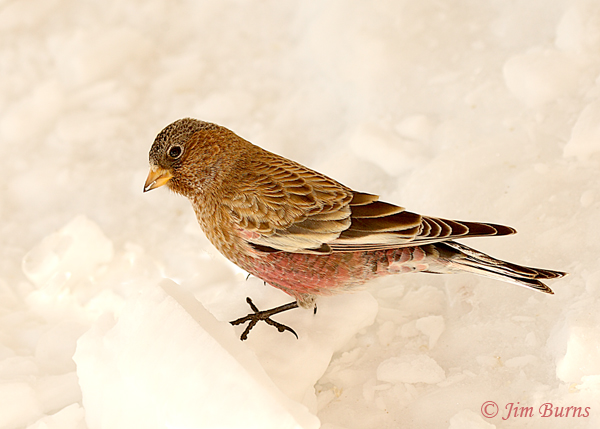 Brown-capped Rosy-Finch in snow