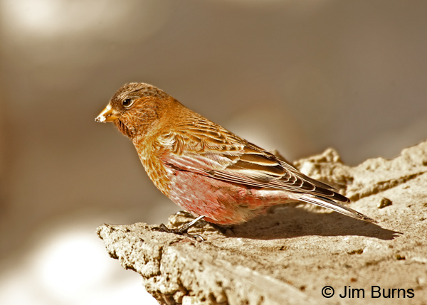 Brown-capped Rosy-Finch on ledge