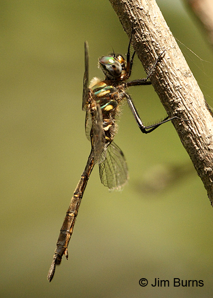 Brush-tipped Emerald female, St. Louis Co., MN, July 2012