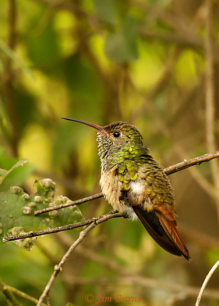 Buff-bellied Hummingbird in habitat--9314