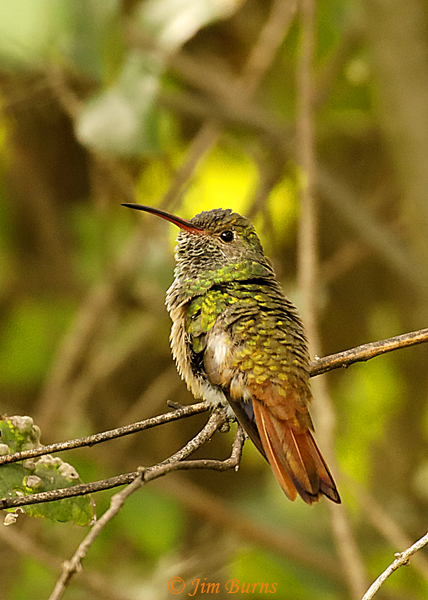 Buff-bellied Hummingbird dorsal tail--9315