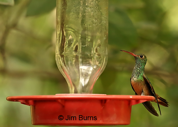 Buff-bellied Hummingbird on feeder