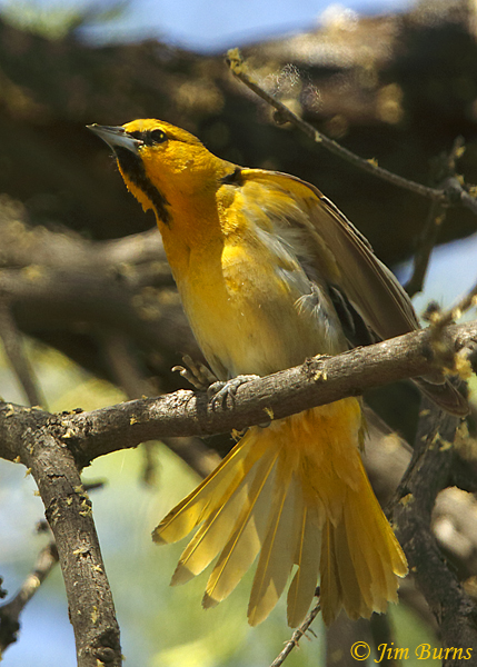 Bullock's Oriole male wing and tail stretch--0292