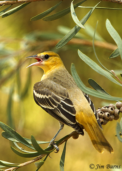Bullock's Oriole juvenile male gular fluttering to thermoregulate in 116 degree temperatures--2184