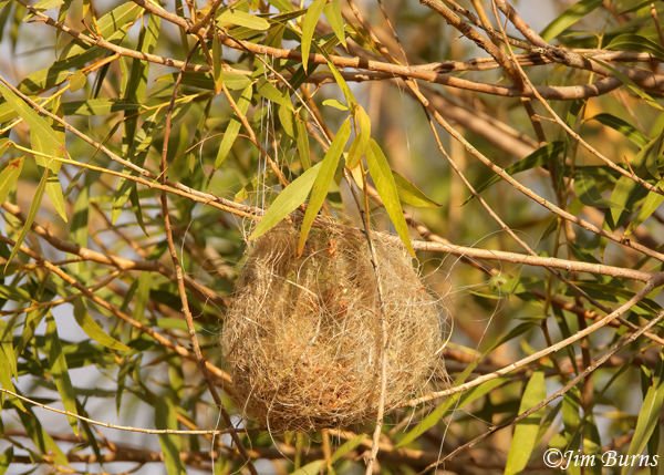 Bullock's Oriole nest--8905