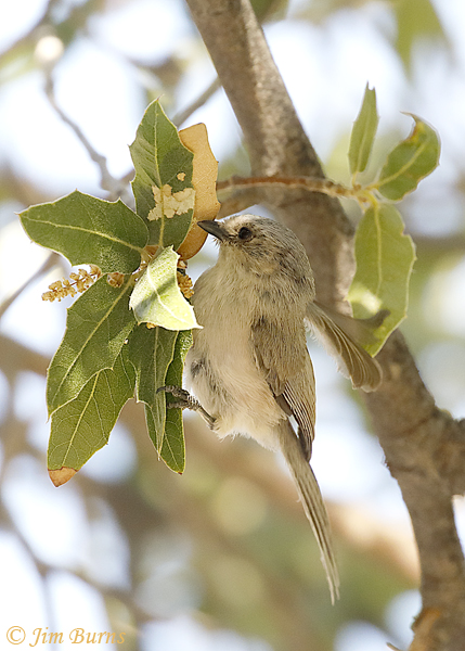 Bushtit juvenile feeding in oak--2558