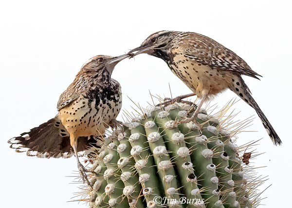 Cactus Wren pair exchanging insect prey atop a Saguaro--0338