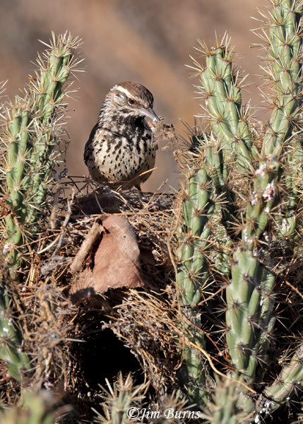 Cactus Wren standing atop nest with nesting material, nest opening below brown leaf--0957