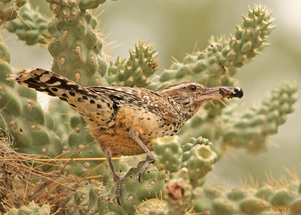 Cactus Wren with beakful of insects for nestlings--1480