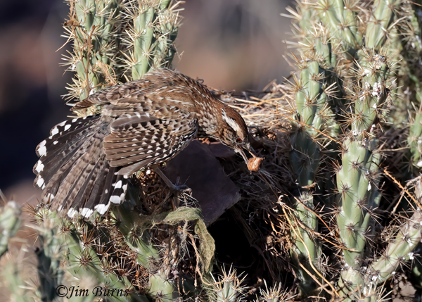 Cactus Wren with food item greeting mate working on inside of nest--2460