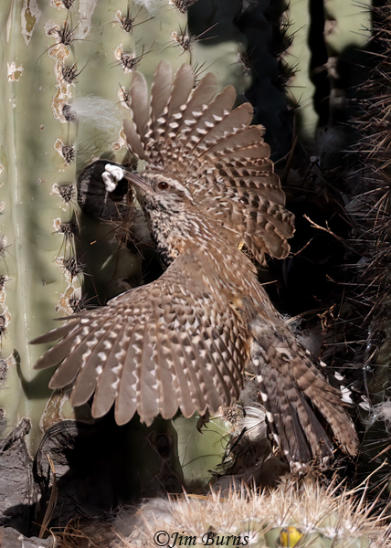 Cactus Wren removing fecal sac from nest--3170
