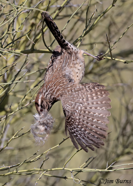 Cactus Wren swinging down to nest opening with feather bedding--3567