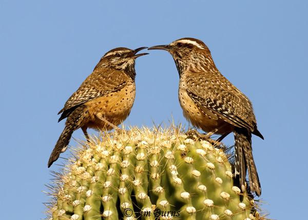 Cactus Wren pair on Saguaro--3607