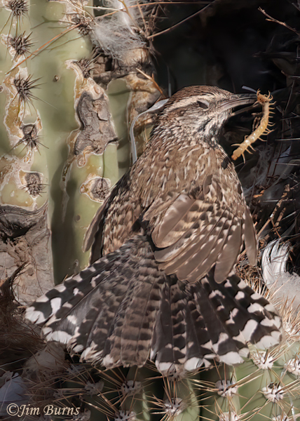 Cactus Wren with centipede for nestlings, tail fanned in greeting to mate in nest--3797