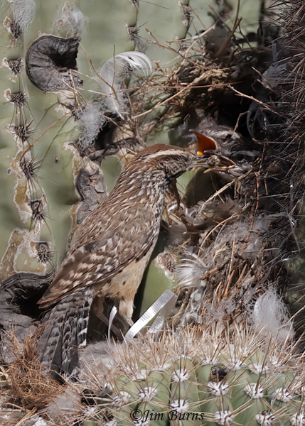 Cactus Wren feeding young in nest--3971