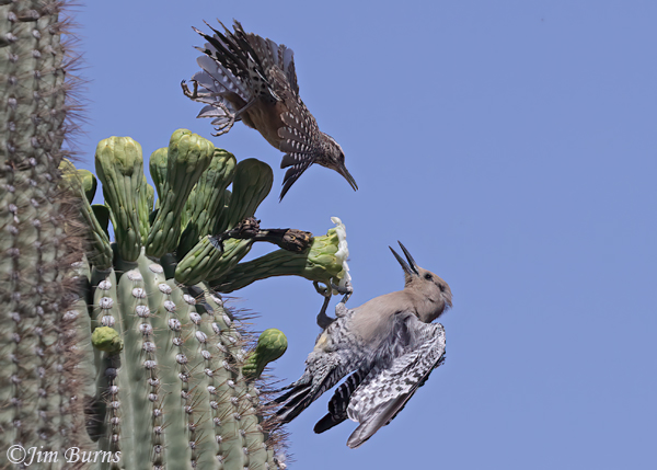 Cactus Wren harassing Gila Woodpecker--4321