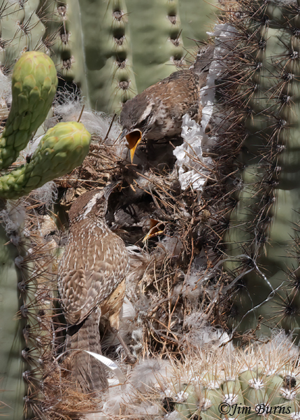 Cactus Wren feeding young in nest #2--4339