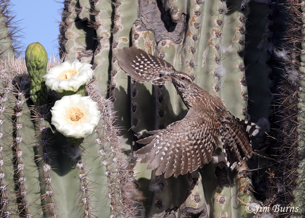 Cactus Wren removing fecal sac from nest #2--4600