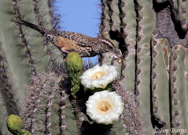 Cactus Wren with beak full of moths to feed nestlings--4636