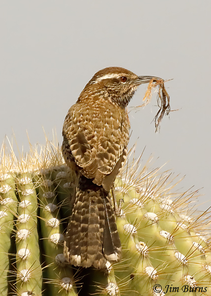 Cactus Wren with neting material #3--5188