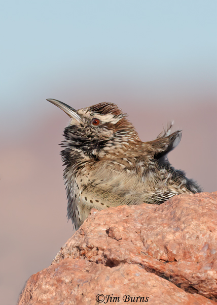 Cactus Wren male, throat distended, whispers to female--8577--3