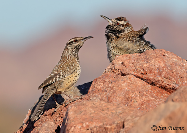 Cactus Wren pair, female on left as male with throat distended  whispers sweet nothings to her--8577