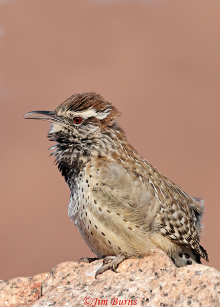Cactus Wren male singing from top of butte--8614