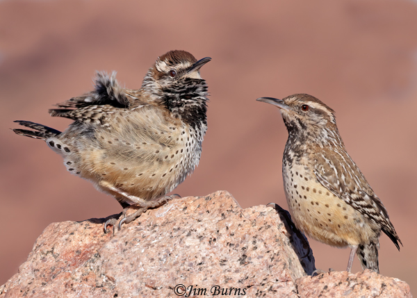Cactus Wren pair together, male on left talking to female--8624