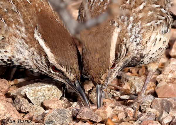 Cactus Wren pair turning rocks together for bugs, male on left--8869