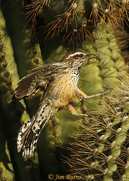 Cactus Wren parent with insect for nestlings--9604