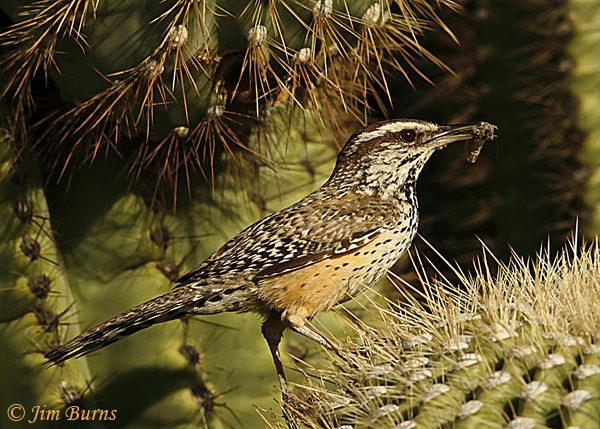 Cactus Wren parent with insect for nestlings #2--9621