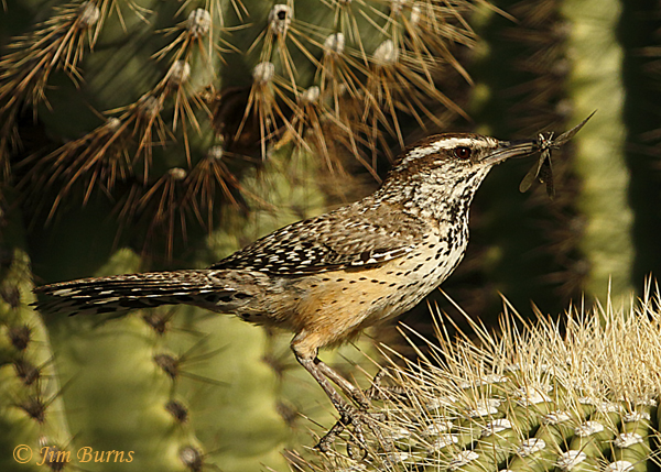 Cactus Wren parent with insect for nestlings #3--9644