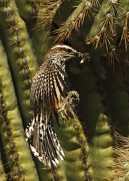 Cactus Wren parent arriving at nest with moth #2--9726