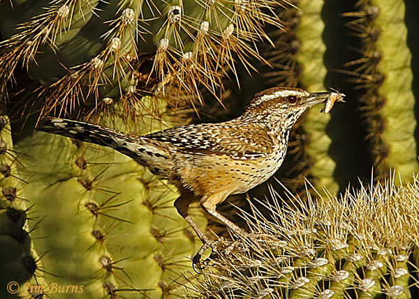 Cactus Wren parent with insect for nestlings #4--9743