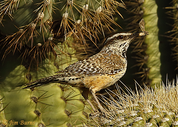 Cactus Wren parent with insect for nestlings #5--9763
