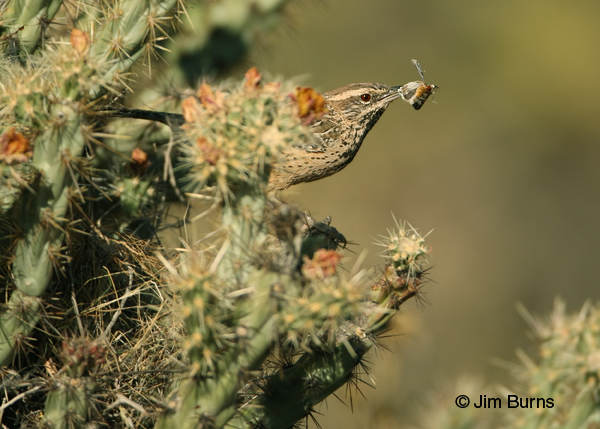 Cactus Wren bringing moth to nestlings