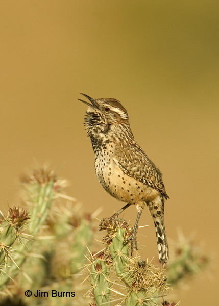 Cactus Wren calling from top of Cane Cholla