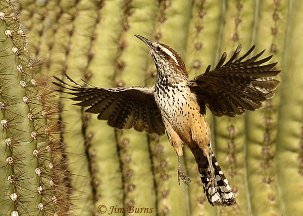 Cactus Wren flying in Saguaros--1263