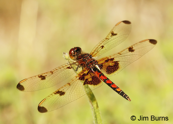 Calico Pennant immature male, Montgomery Co., AR, May 2013 