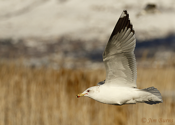 California Gull winter in flight--6670
