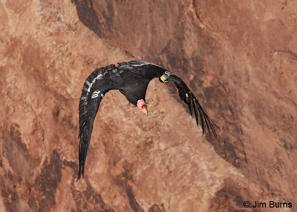 California Condor against wall